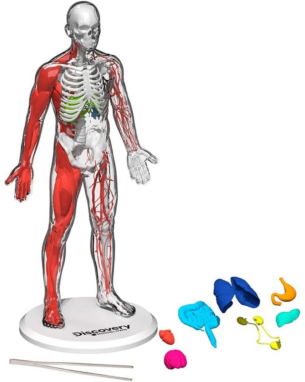 Discovery Toy Human Anatomy Kit - Educational Science Set, Learn About the Human Body, Interactive Anatomy Model, STEM Learning Toy