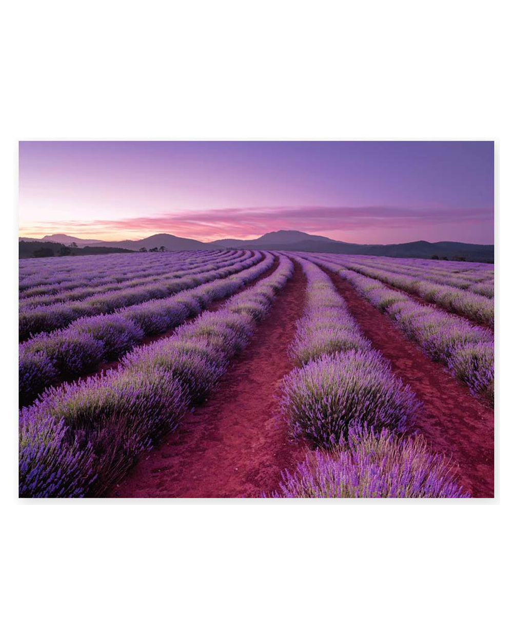 Hinkler Elevate Scented 500 Pieces Jigsaw Lavender Fields